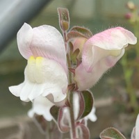 Antirrhinum molle 